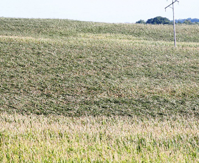 STORM-LODGED CORN RECOVERY POTENTIAL